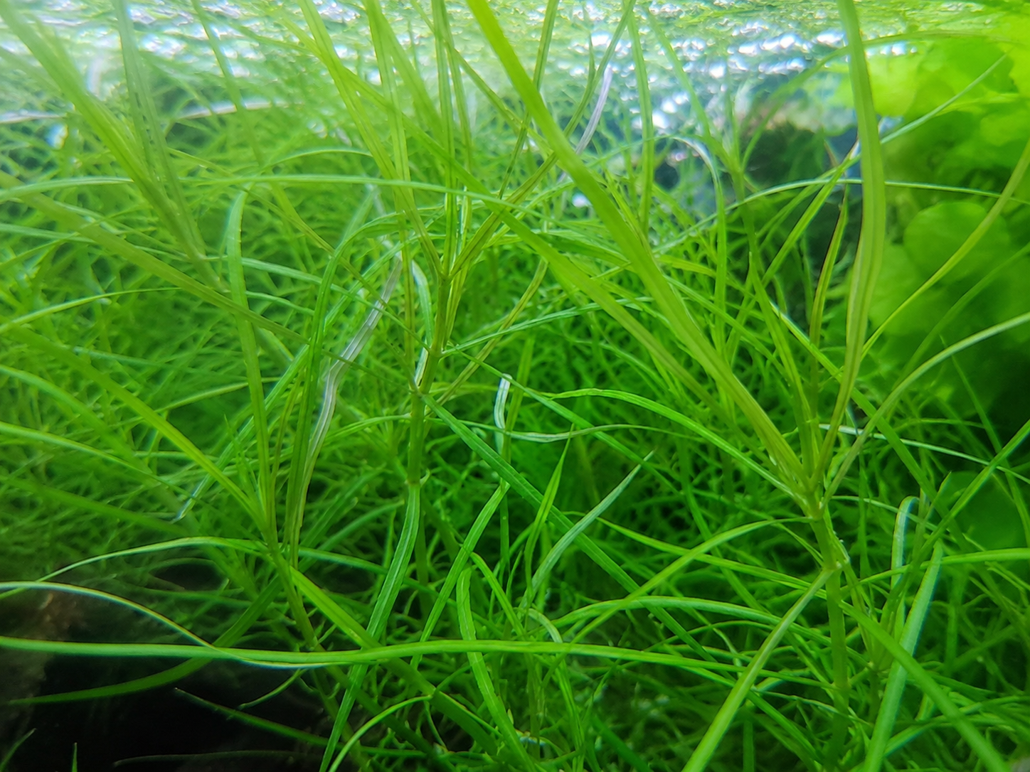 Pogostemon Stellatus Octopus: The Whorled Background Statement Plant